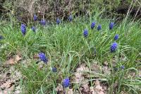 Muscari neglectum