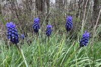 Muscari neglectum