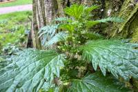 Urtica urens