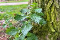 Urtica urens