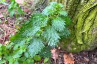 Urtica urens