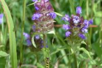 Prunella vulgaris
