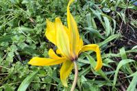 Tulipa sylvestris subsp. sylvestris