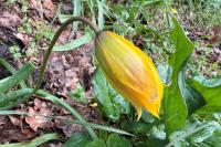 Tulipa sylvestris subsp. sylvestris