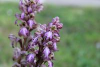 Himantoglossum robertianum