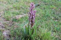 Himantoglossum robertianum