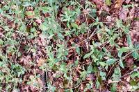 Lonicera periclymenum