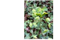 Euphorbia amygdaloides