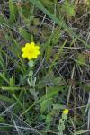 Blackstonia perfoliata