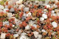 Crassula tillaea