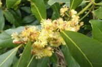 Laurus nobilis