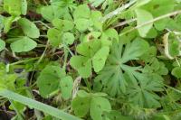Medicago arabica