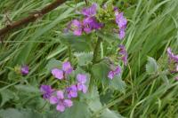 Lunaria annua