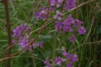 Lunaria annua