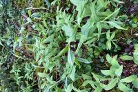 Polygonatum multiflorum