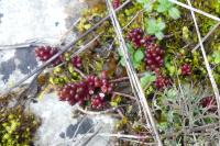 Sedum album