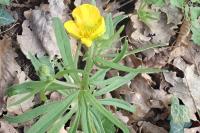 Ranunculus auricomus