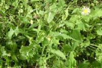 Sonchus oleraceus