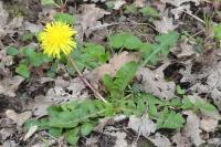 Taraxacum officinale