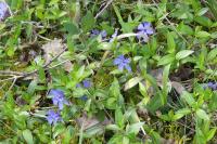 Vinca minor