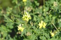 Medicago sativa subsp. falcata