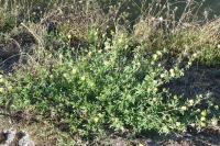 Medicago sativa subsp. falcata
