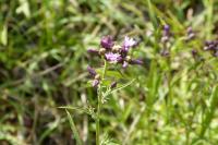 Serratula tinctoria