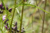 Serratula tinctoria