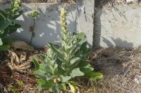 Verbascum thapsus