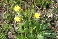 Scorzonera humilis