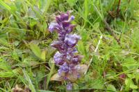 Ajuga reptans