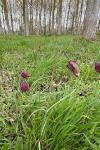 Fritillaria meleagris