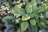 Primula x polyantha