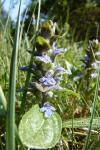 Ajuga reptans