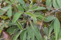 Pilosella officinarum