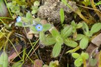 Myosotis ramosissima
