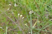 Arabidopsis thaliana