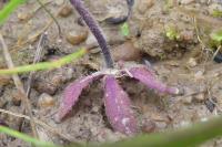Arabidopsis thaliana