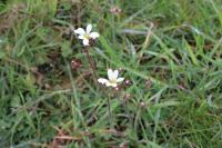 Saxifraga granulata