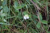 Potentilla montana