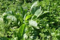 Rumex obtusifolius