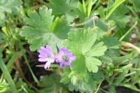 Geranium molle