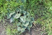 Cyclamen hederifolium
