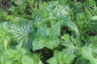 Arum italicum