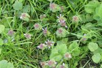 Lamium purpureum