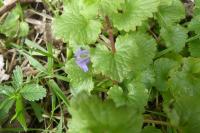 Glechoma hederacea