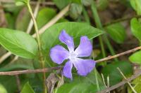 Vinca minor