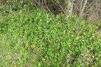 Vinca minor