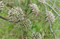 Angelica sylvestris