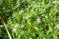 Valerianella locusta